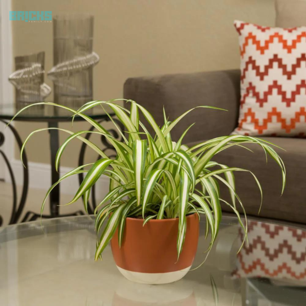 Spider plants can make for great decorative and focal pieces  