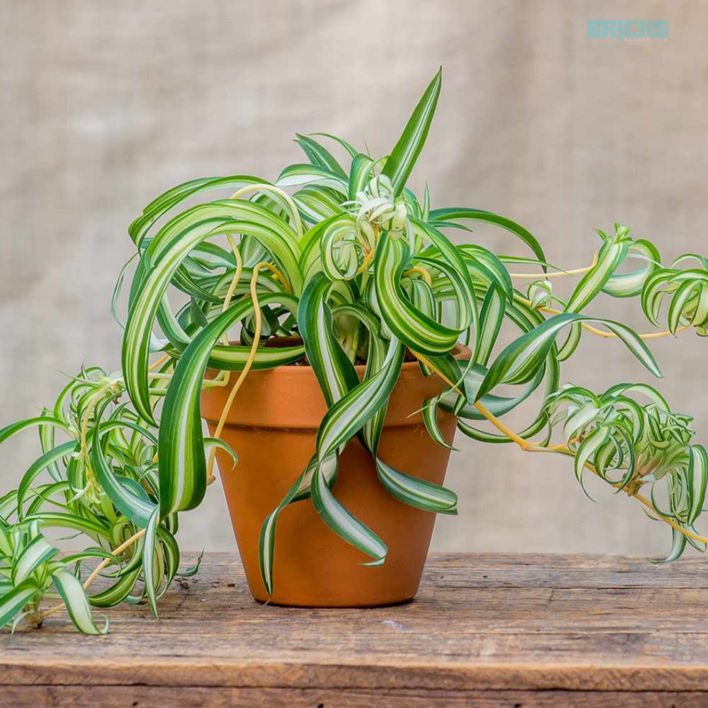 Spiderettes are great ways to grow new spider plants indoors for free