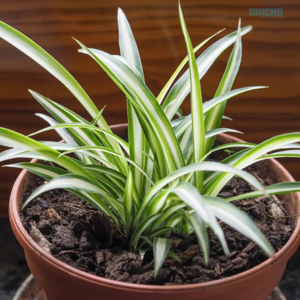 Baby spider plants can be propagated at home easily