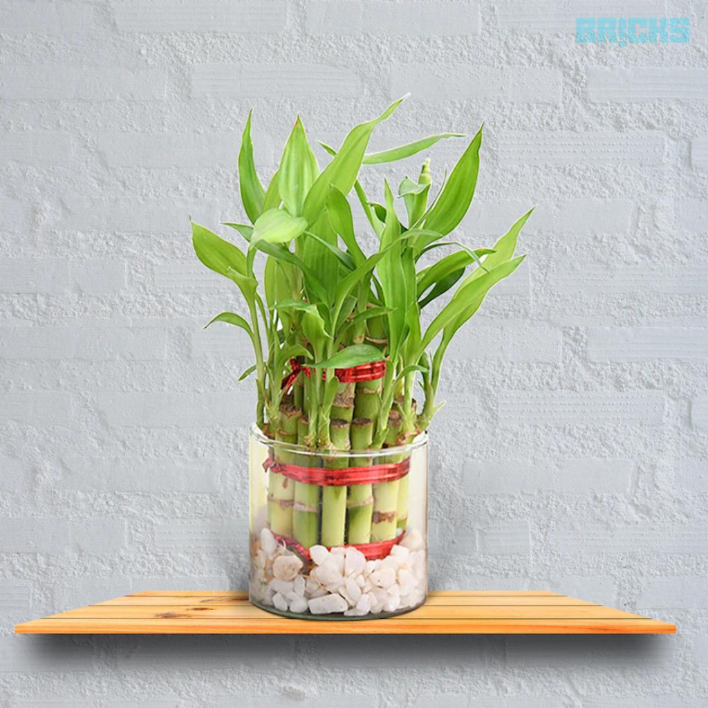 bamboo plant stalk brings happiness and positivity 