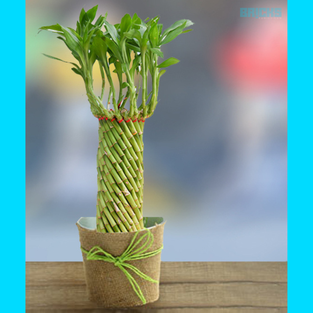 Bamboo plant at home is a symbol of good luck 