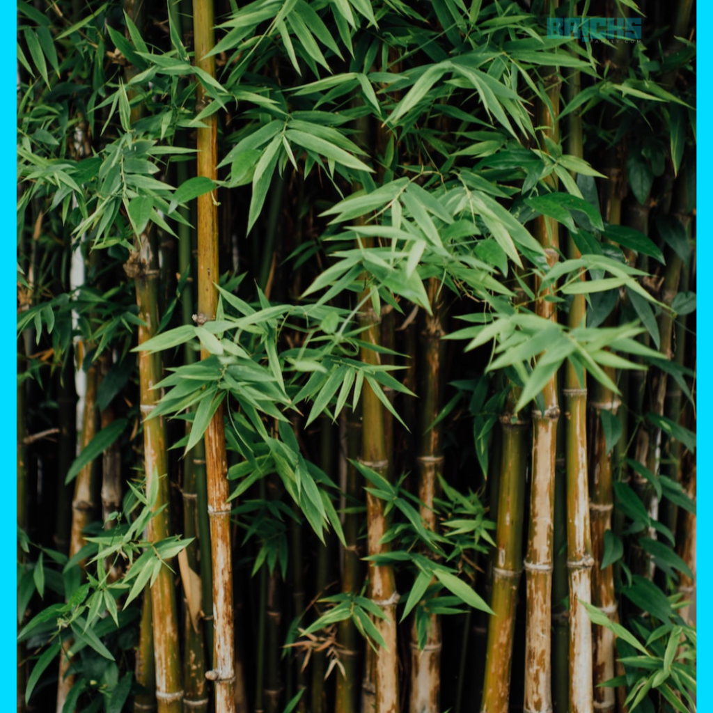 Bamboo plant is one of the fastest-growing plants