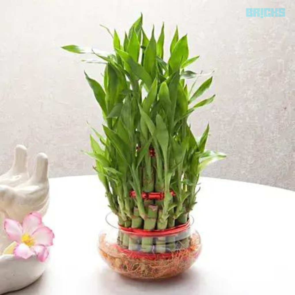 Merely looking at a bamboo plant can ease your stress 