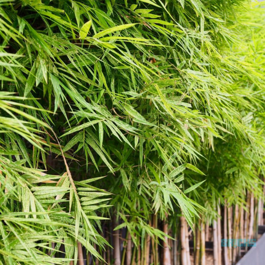 Bamboo plants act as air purifiers