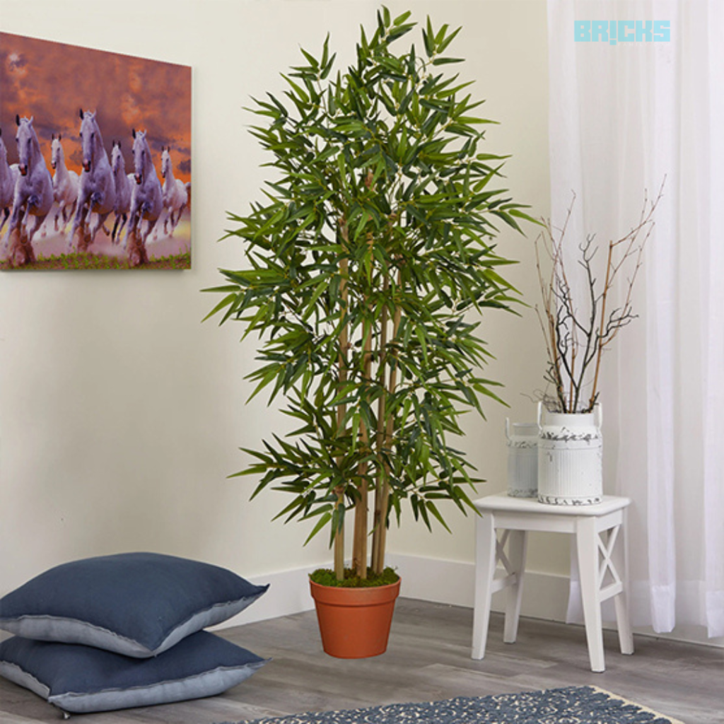 Bamboo Plant Brings Happiness to Your Home