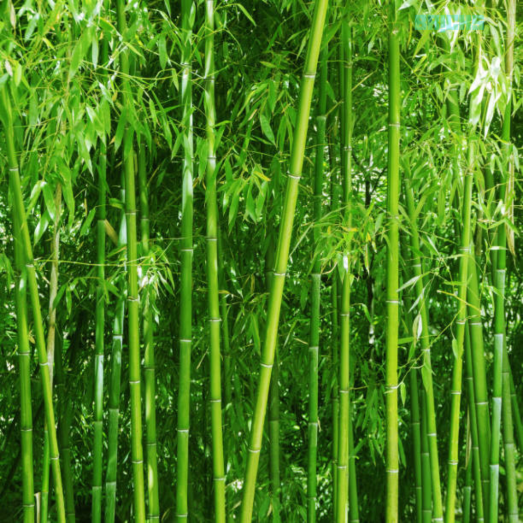 Bamboo plants look great in the garden 