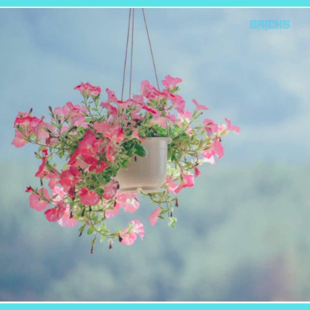 Indoor hanging plant with pink flowers