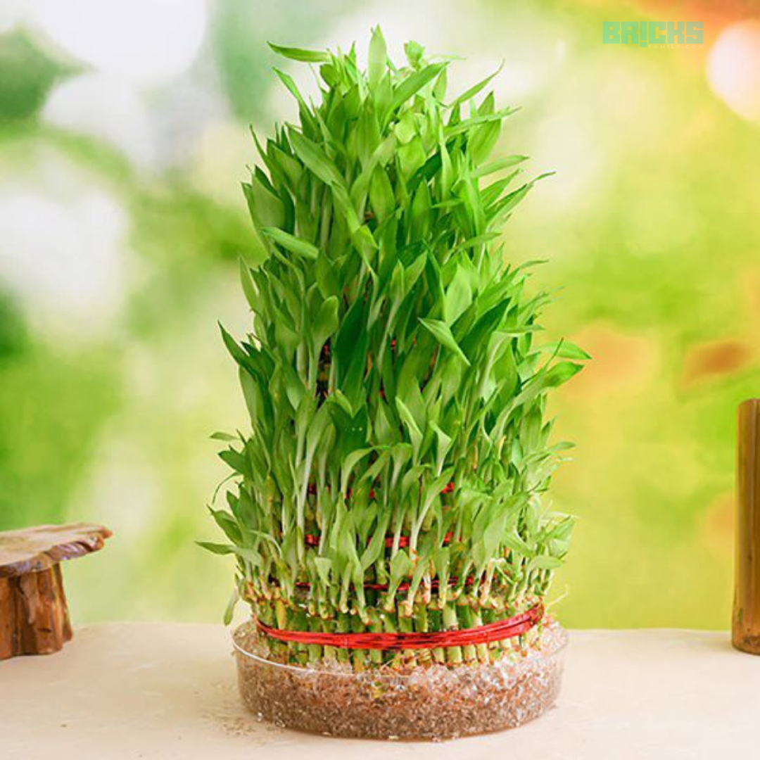 Benefits and Vastu Placement of Bamboo Plant at Home