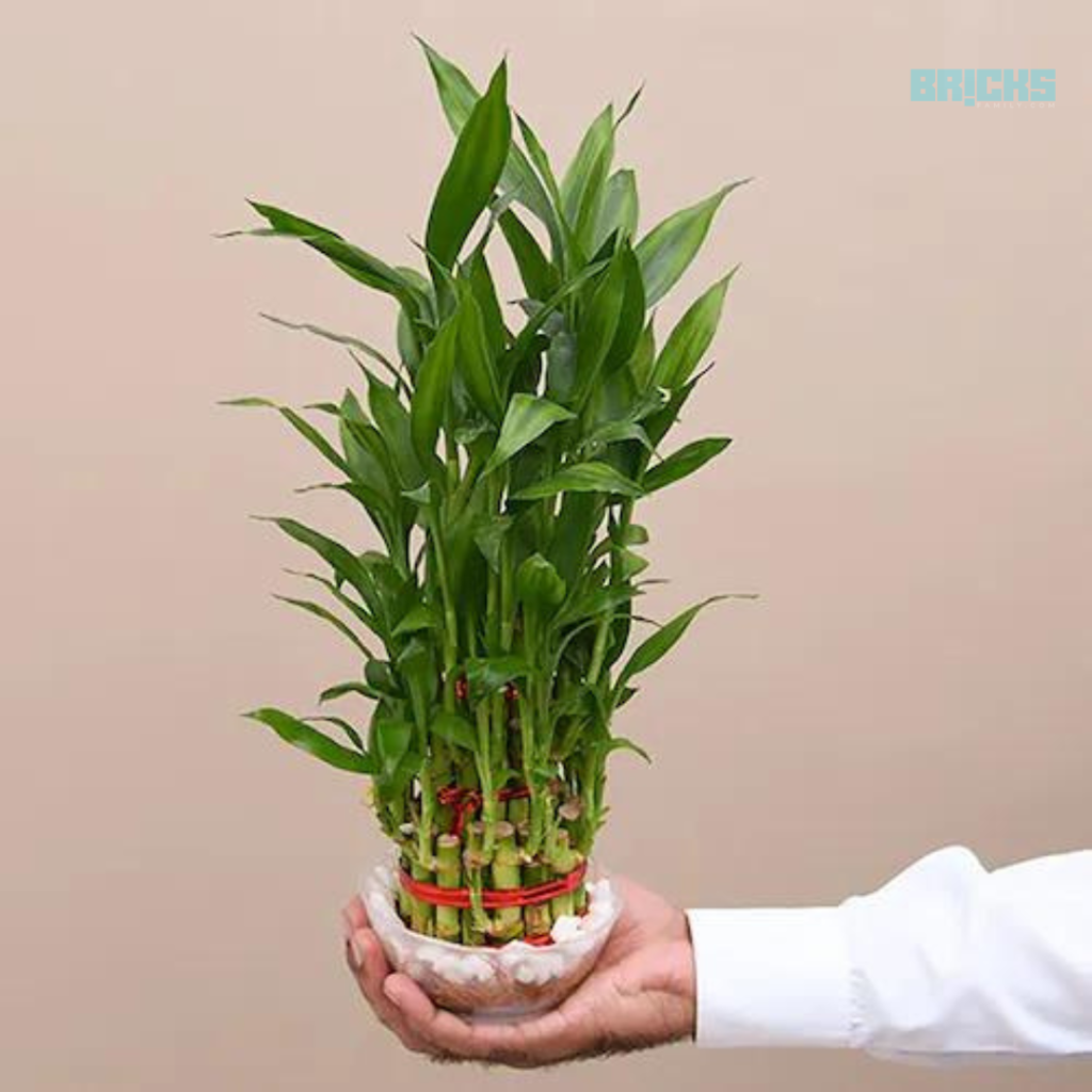 Bamboo plant purifies air and symbolises good health