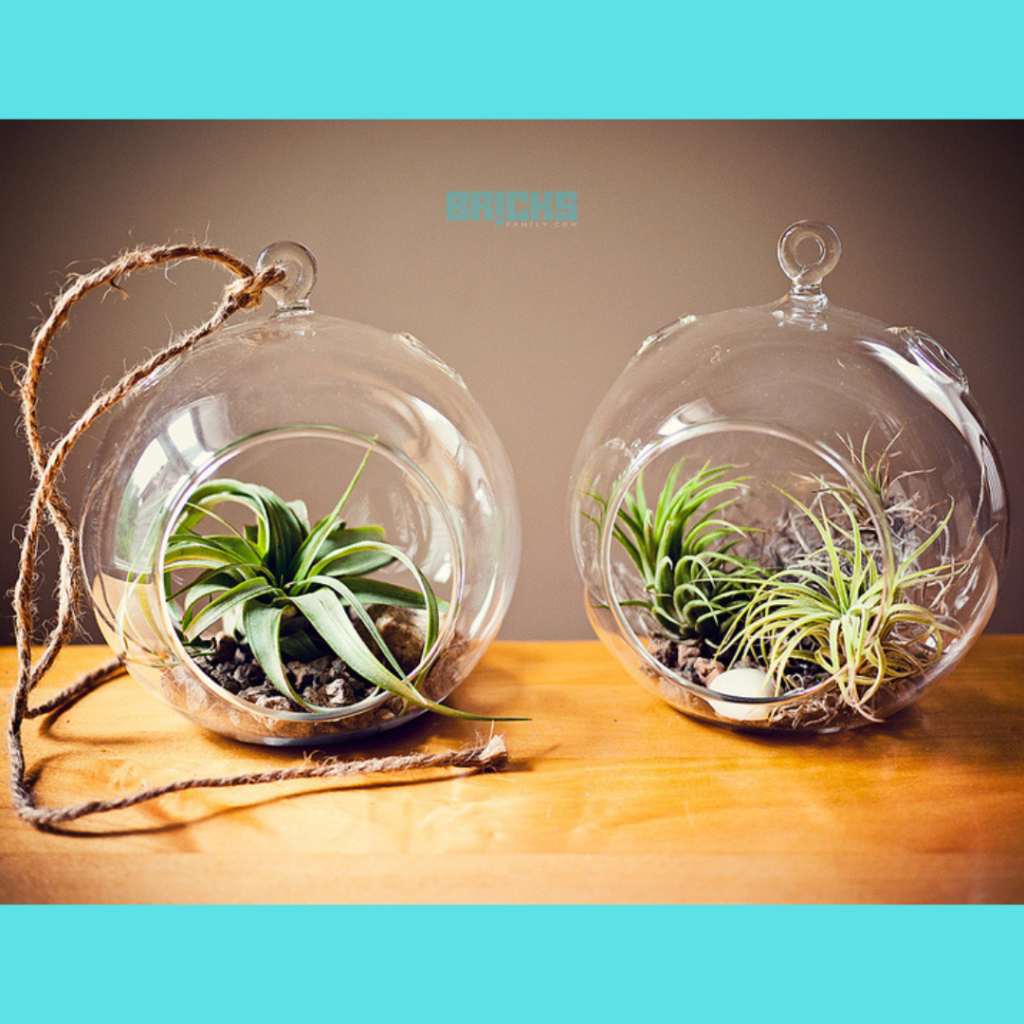 Air plant in a glass bowl 
