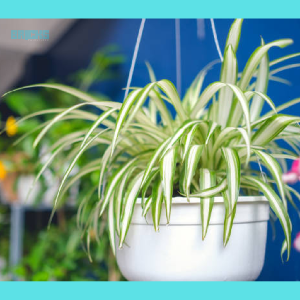 Spider plant hanging in a ceramic pot