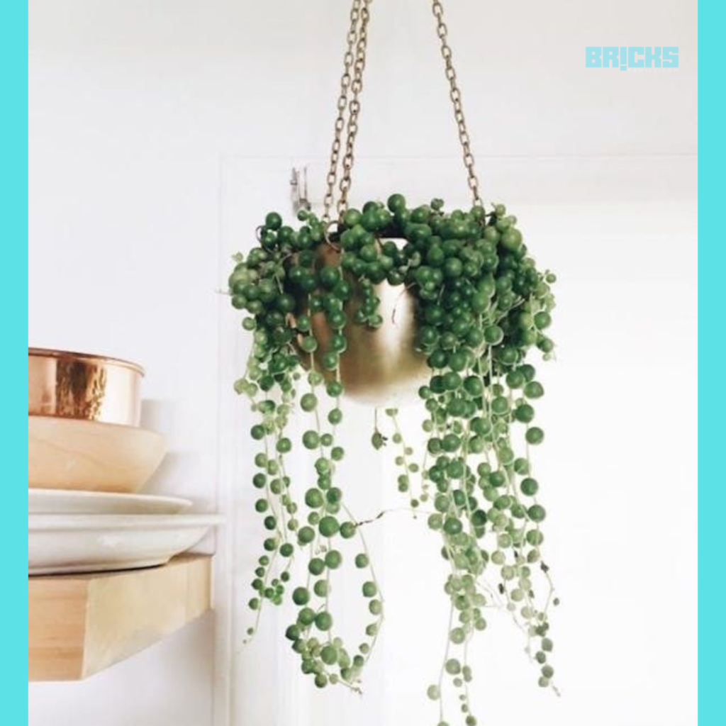 String of Pearls hanging plants