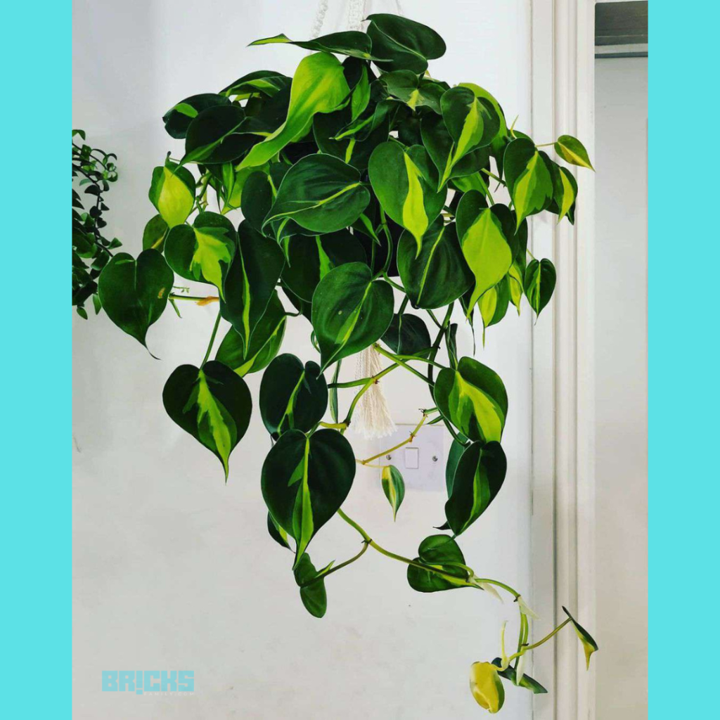 Philodendrons hanging plants 