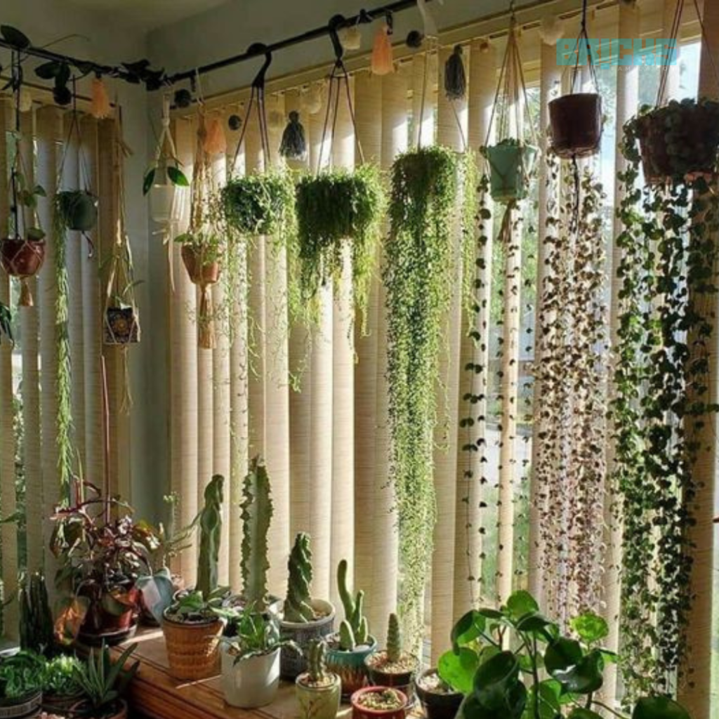 Plants hanging on the curtain rod
