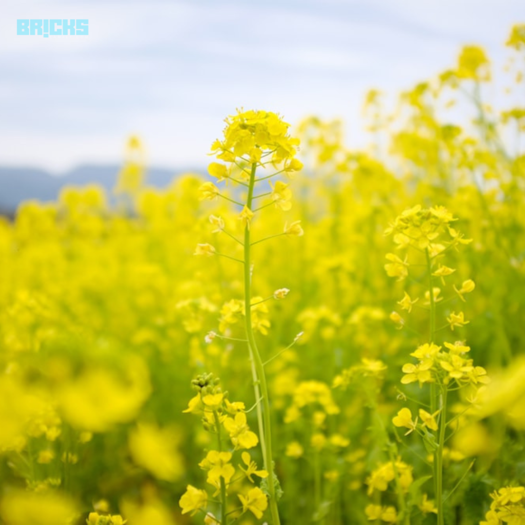 Basant Panchami is associated with the ripening of mustard flowers