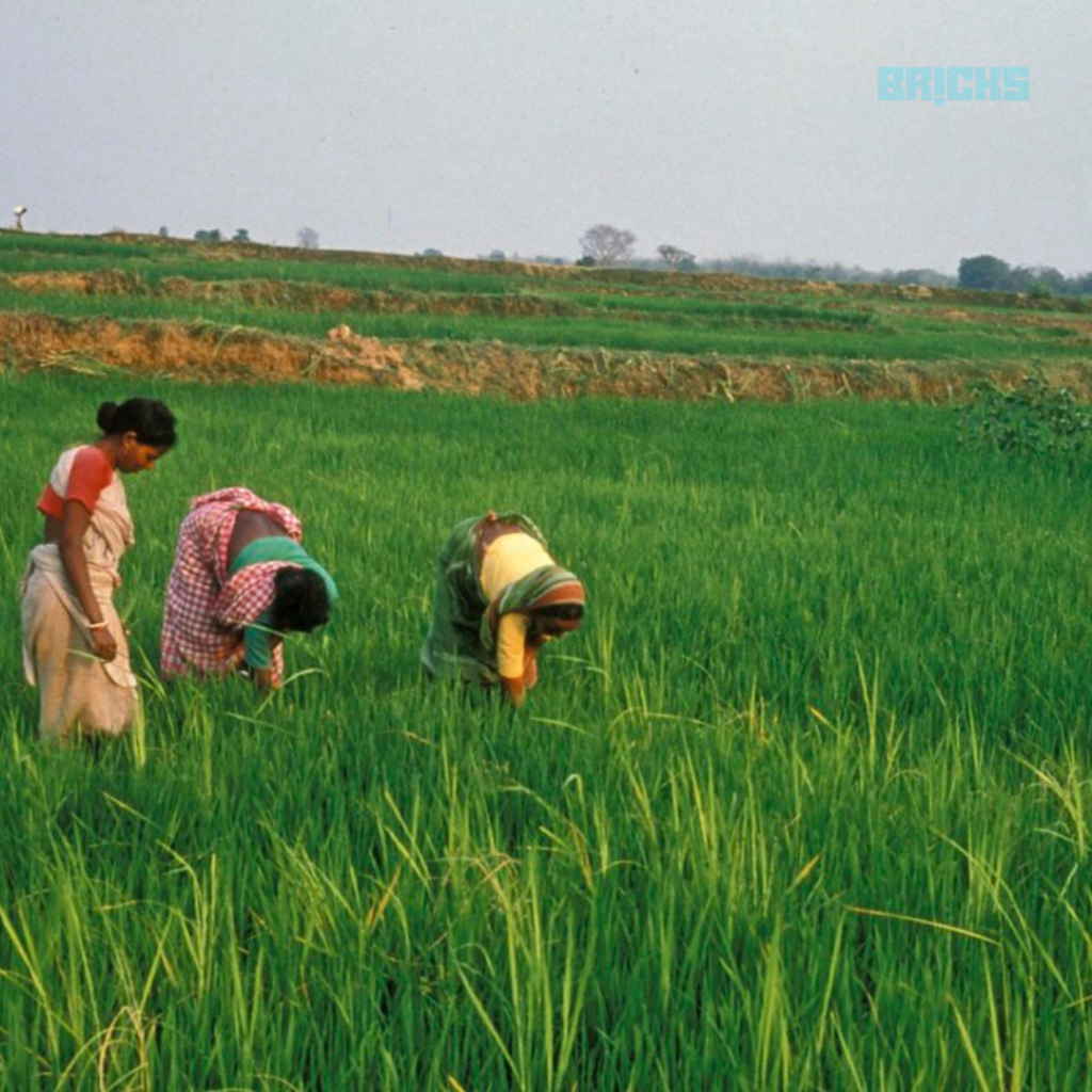 Makar Sankranti is also called the harvest festival