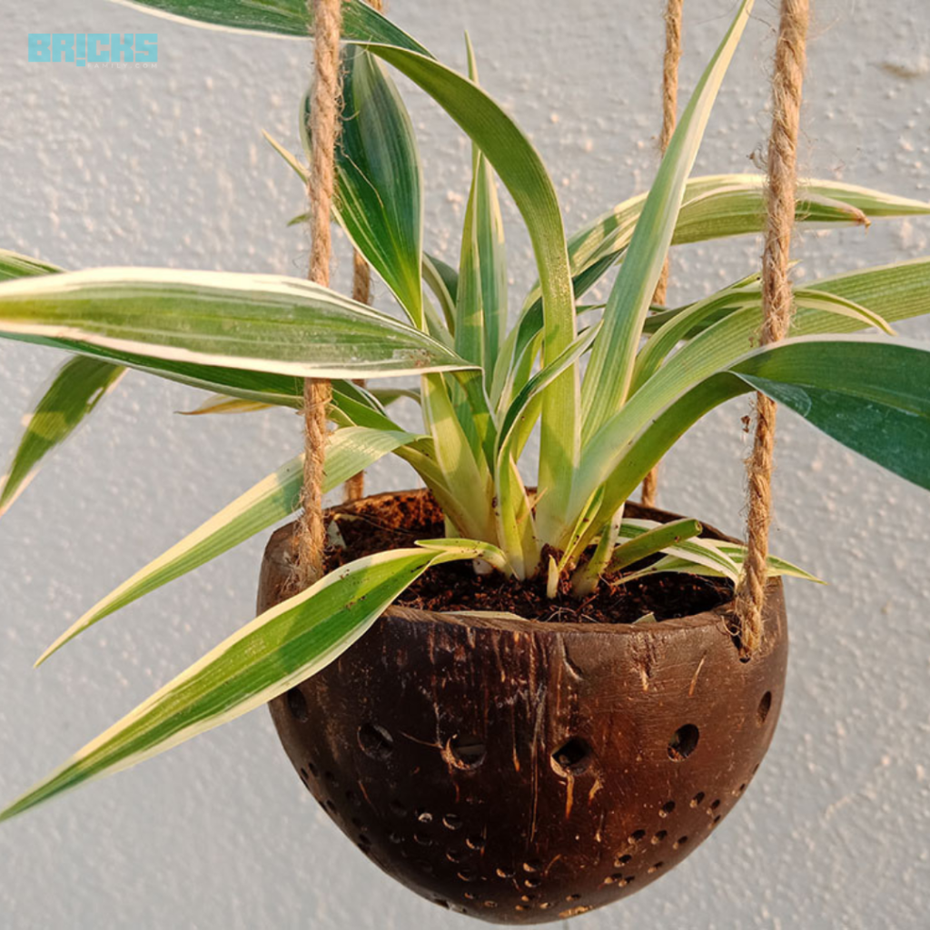 Coconut shells  are eco-friendly ways to display your spider plant indoors