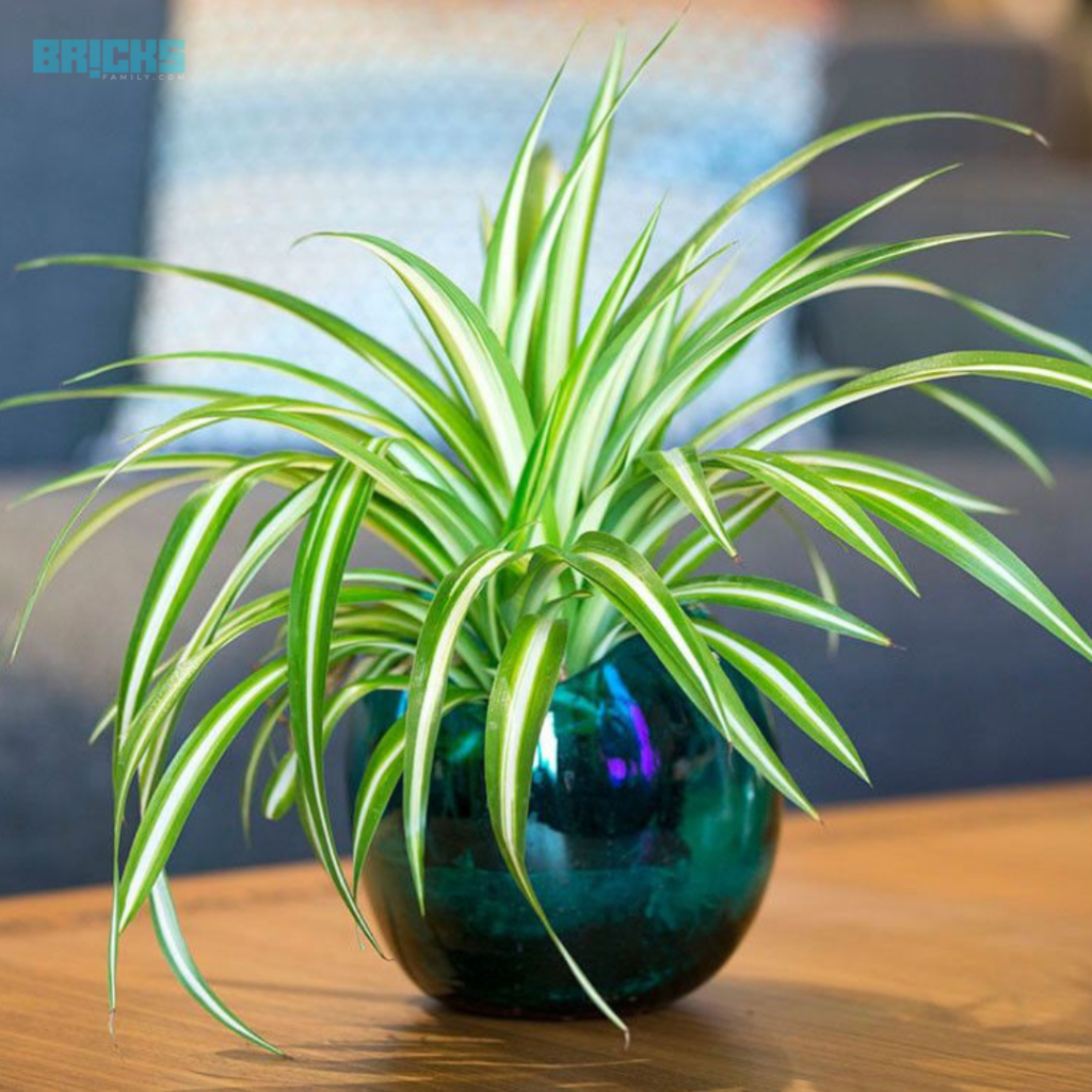 A spider plant in an elegant planter makes a good side table decoration