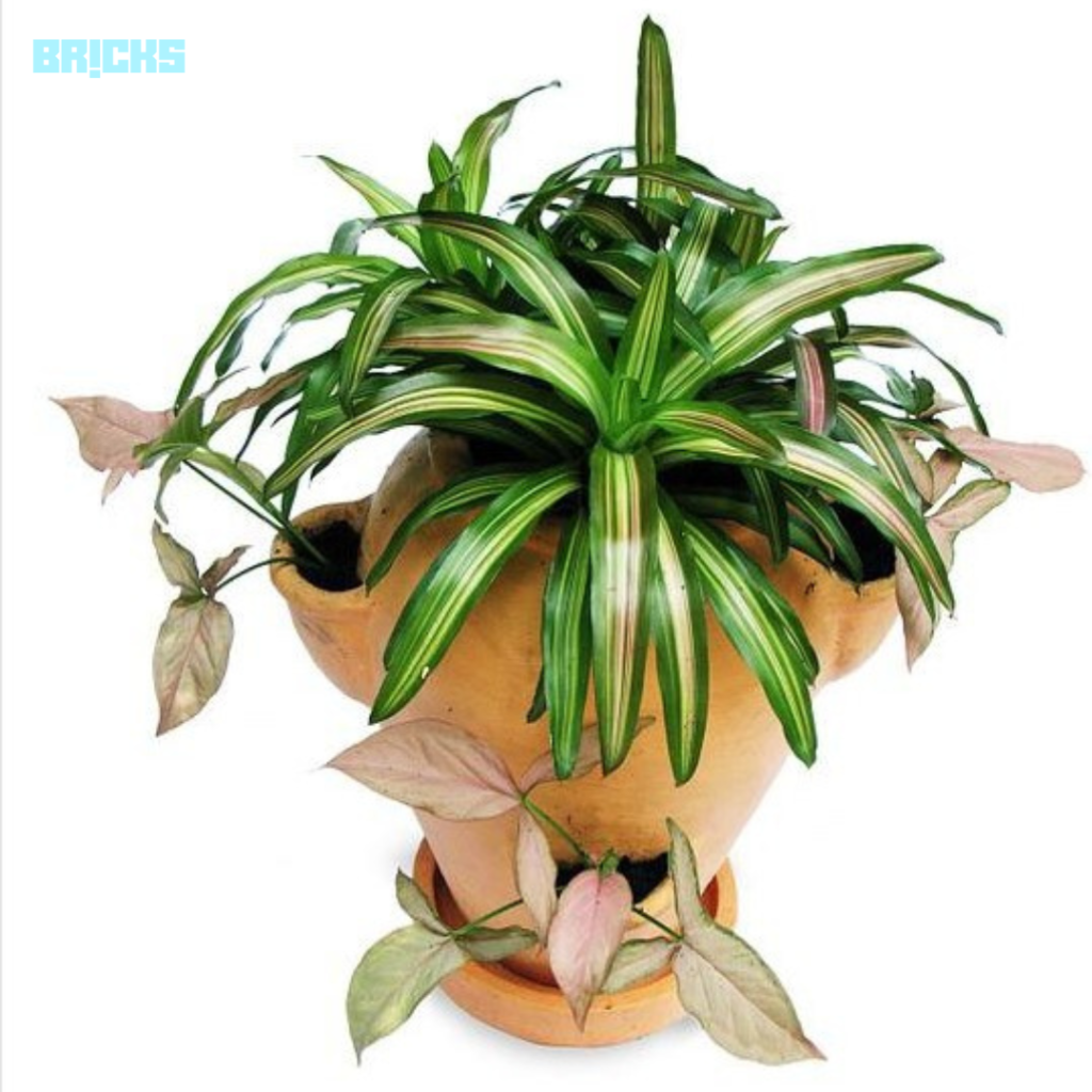Spider plants can be grown in multi-planters along with other plants