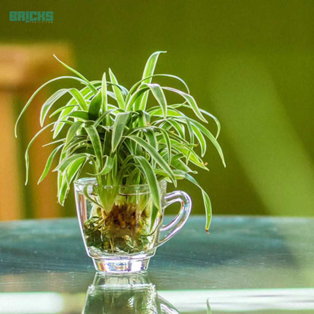 Spider plants in water can grow easily in homes and office spaces