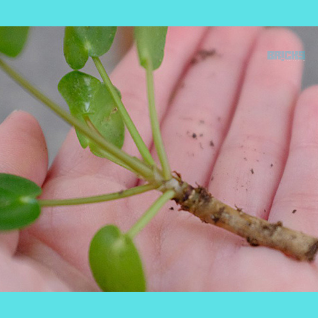 Money plant promotes peace