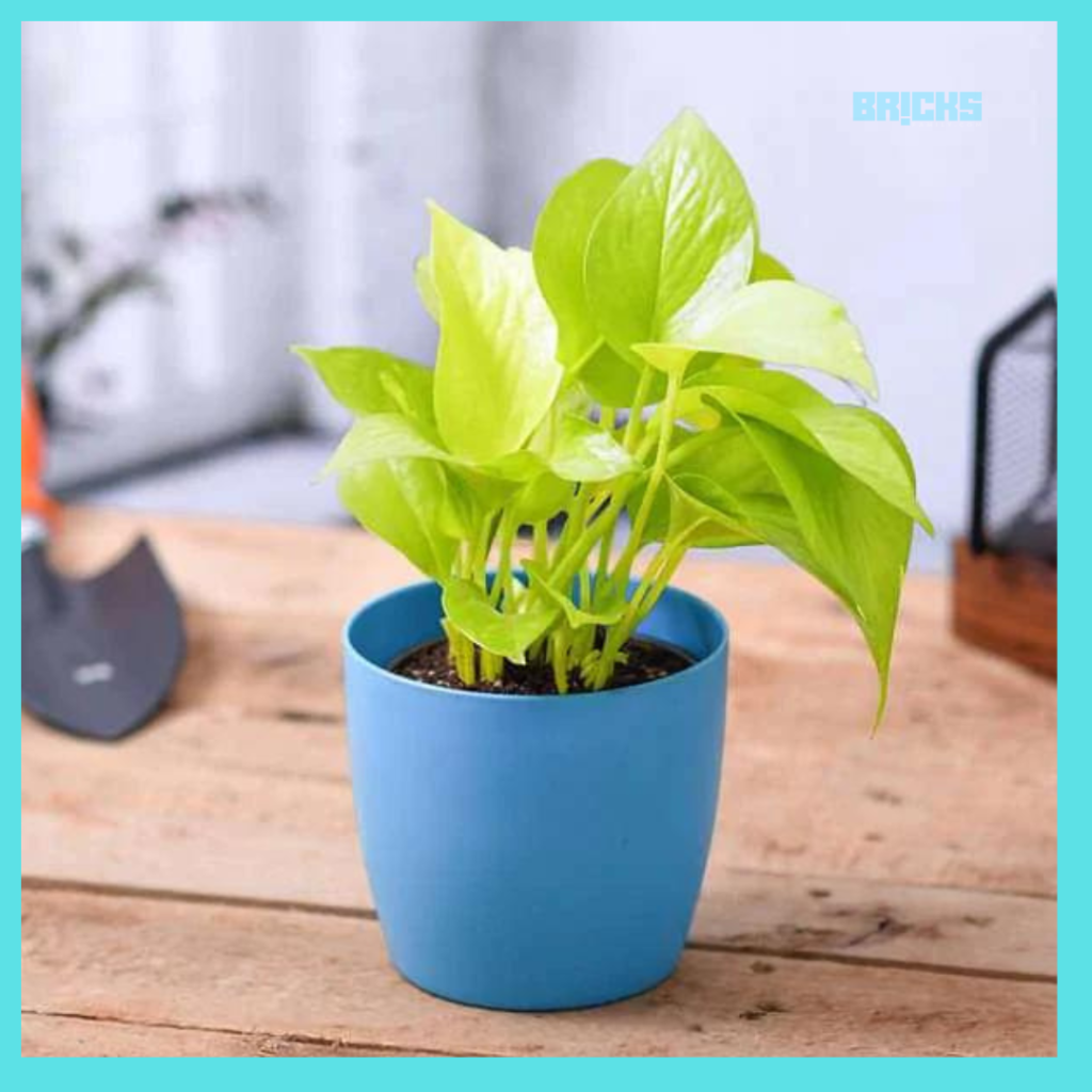 Money plants purify indoor air