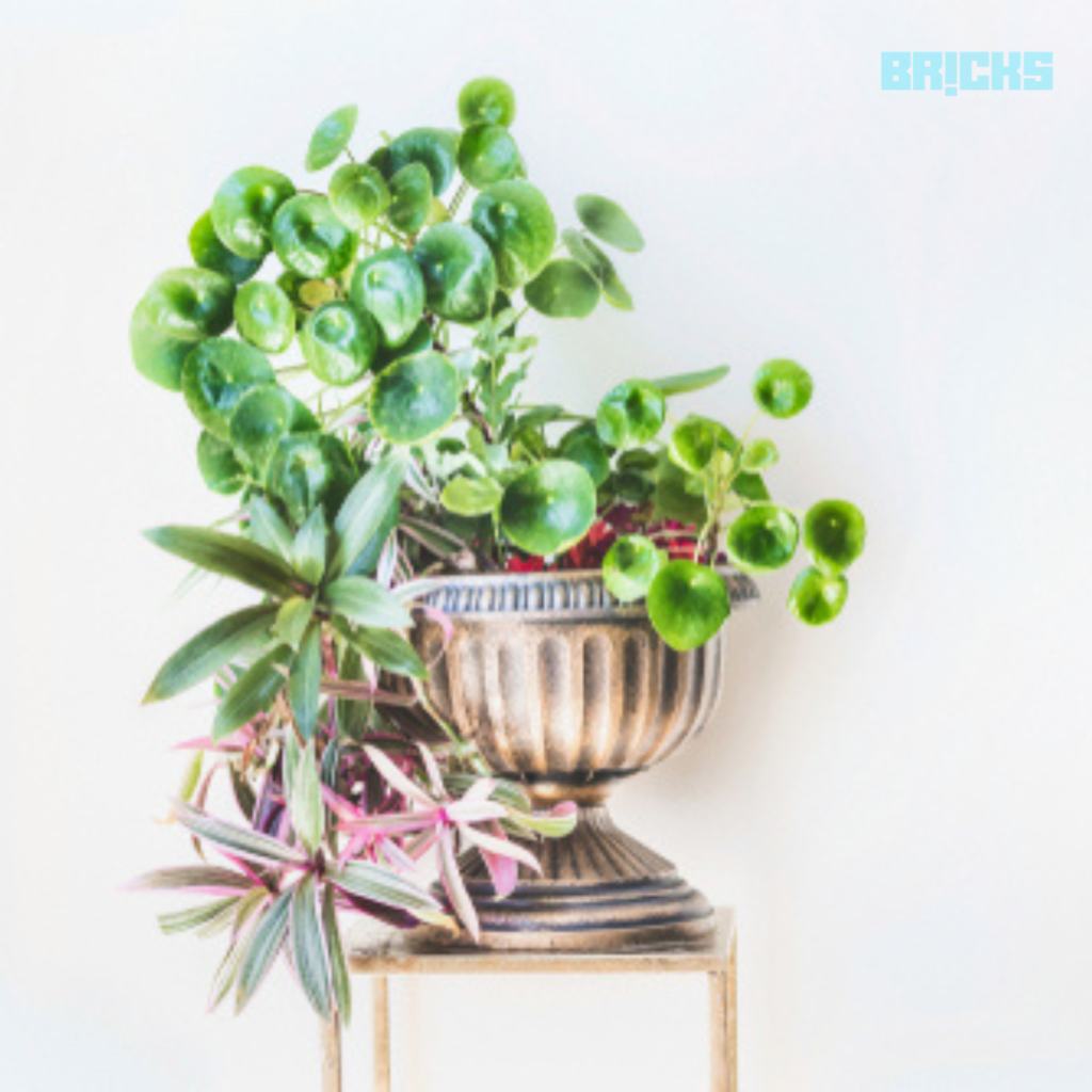 Money Plants for Home Decor