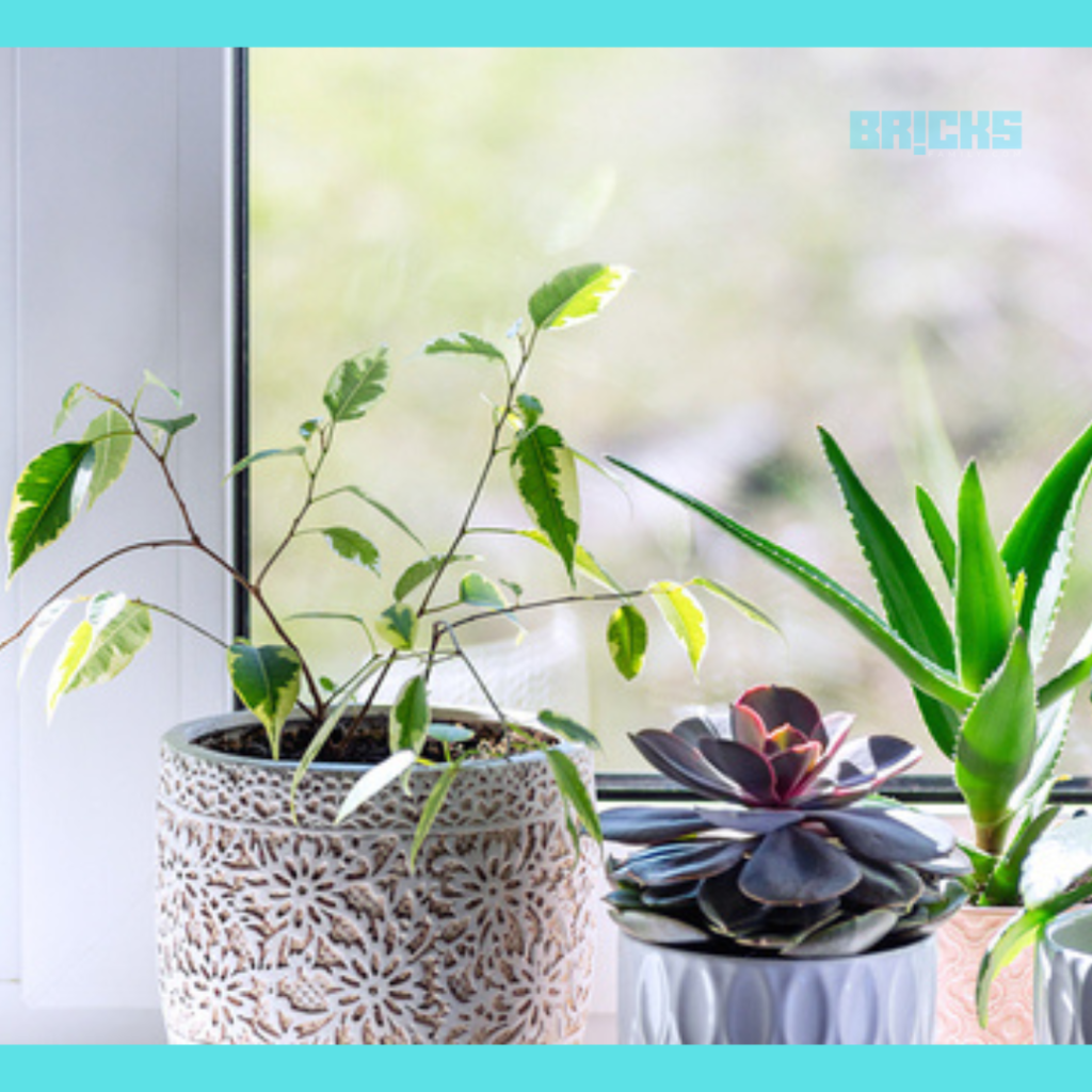 Money plant creates a calming effect