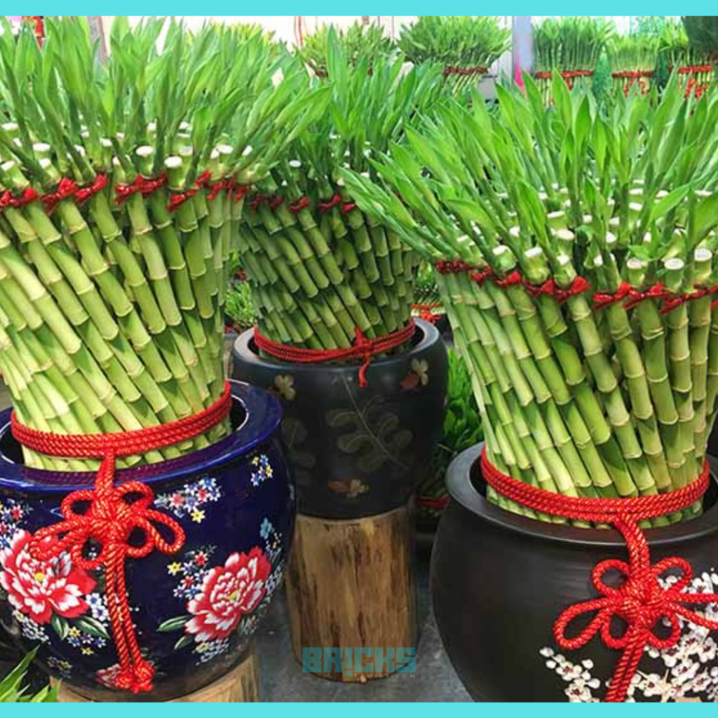 Lucky Bamboo decorated with red ribbon