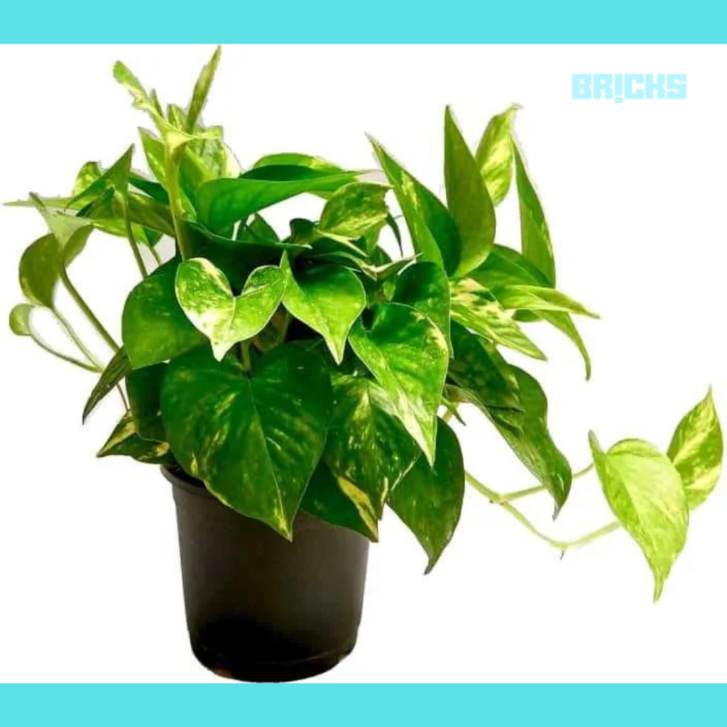 Keeping money plant in home boosts self-confidence