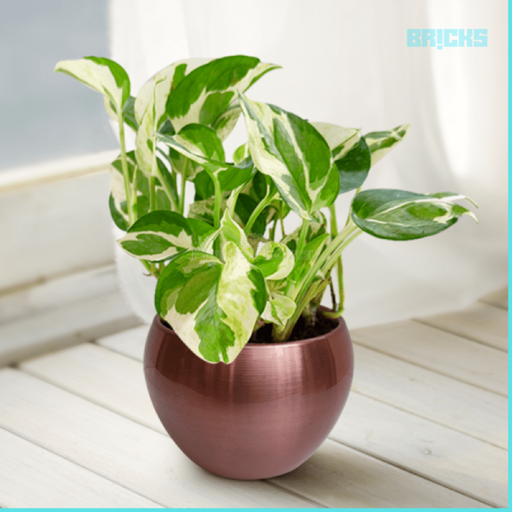 Feng Shui: 15 Reasons To Focus On Money Plant – Bricksfamily