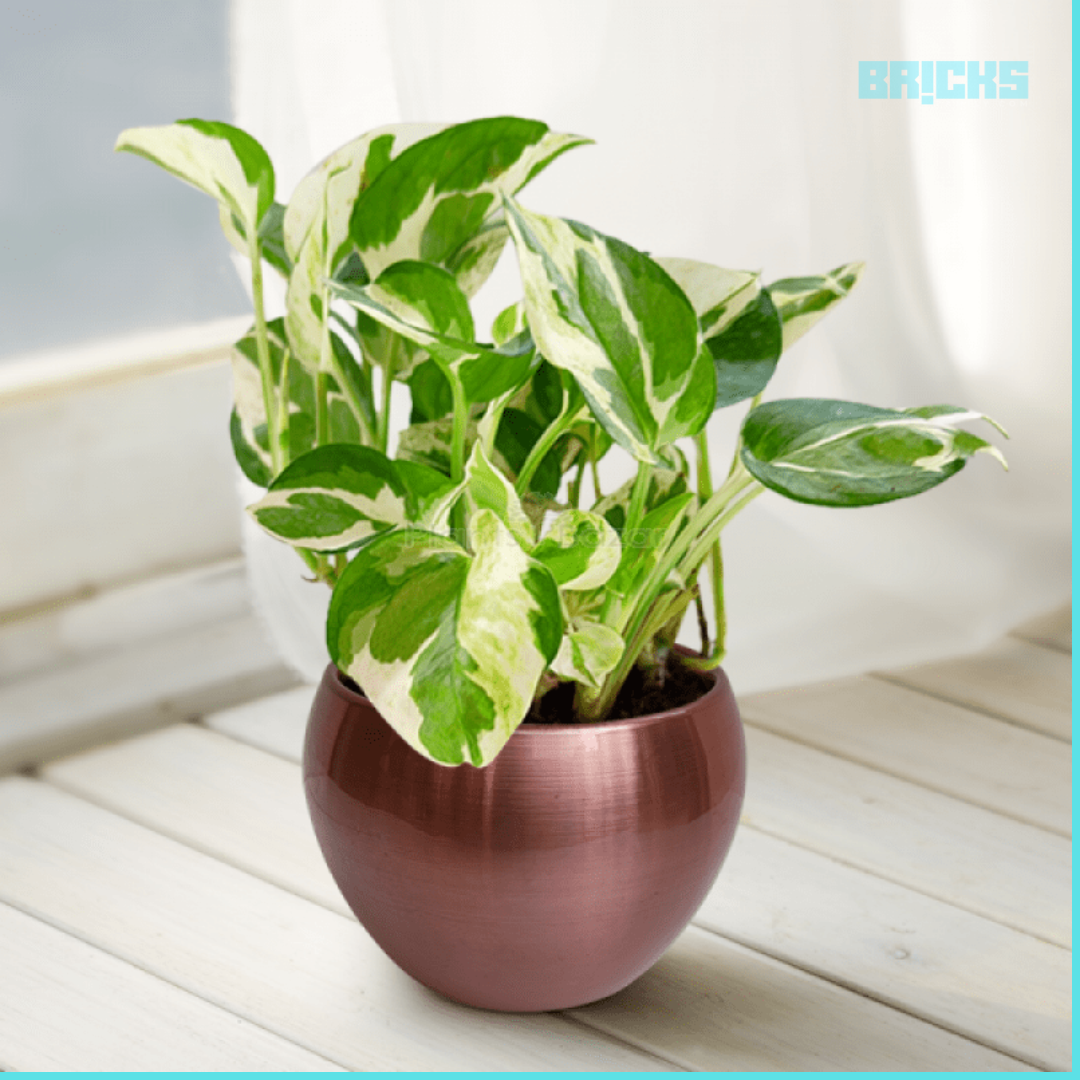 Feng Shui: 15 Reasons to Focus on Money Plant