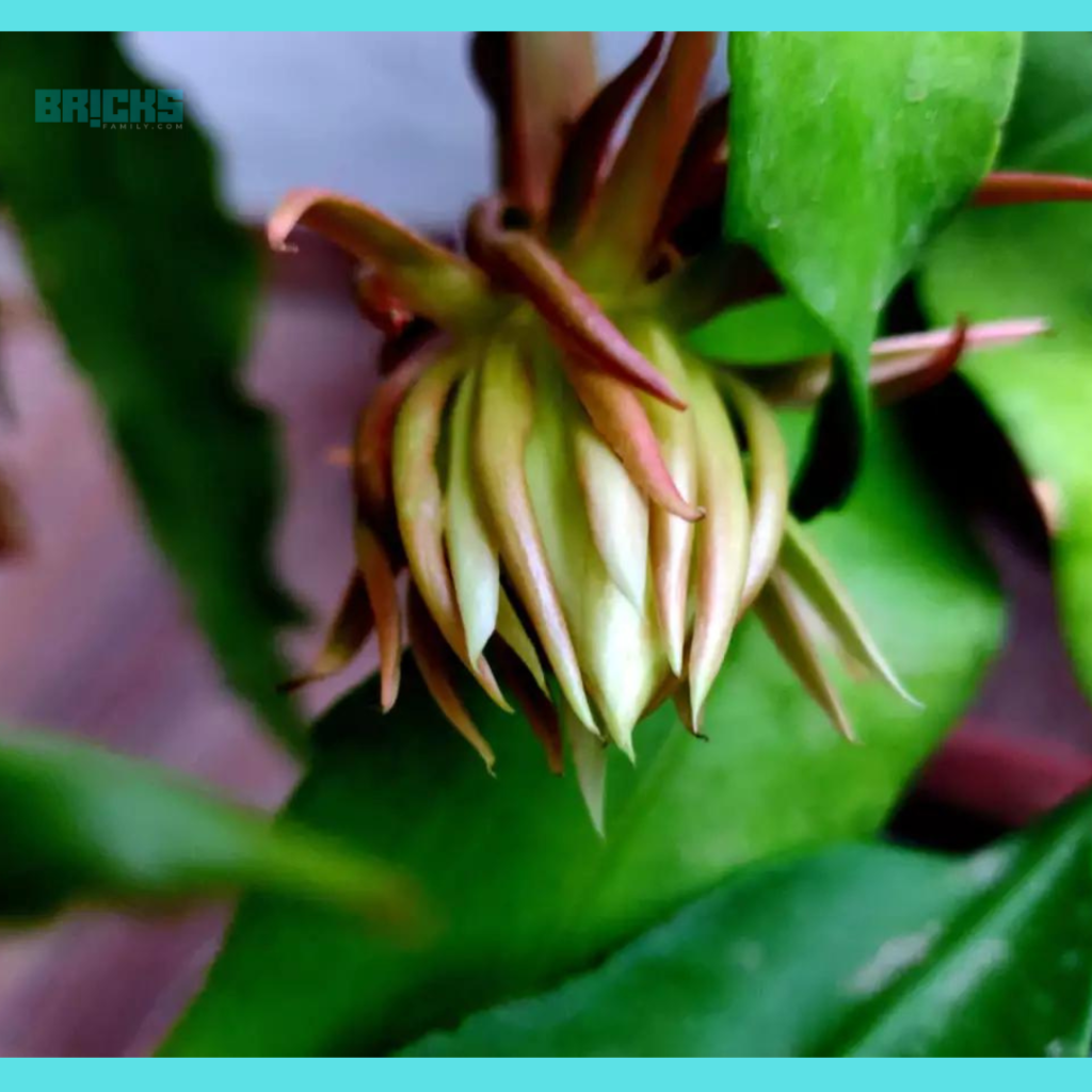 Brahma Kamal flower bud