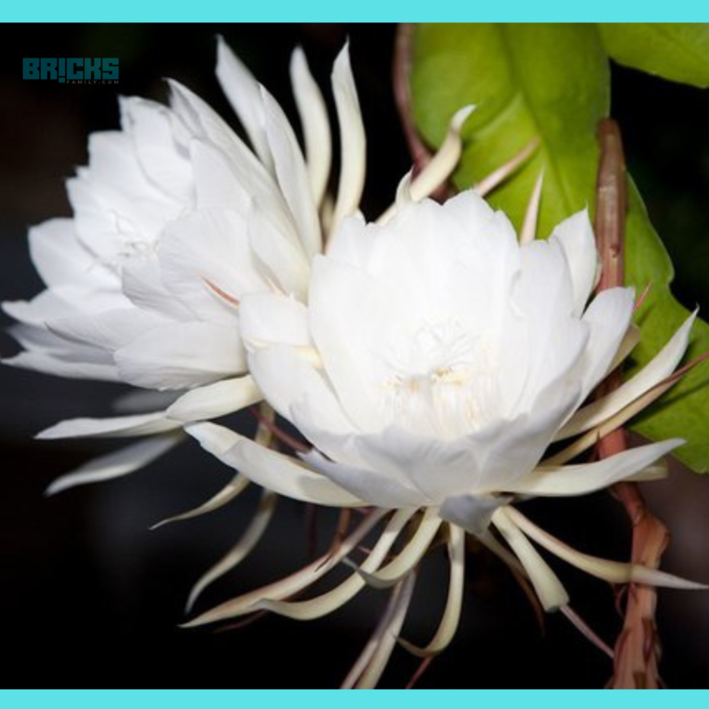 Brahma Kamal flower blooming at night 