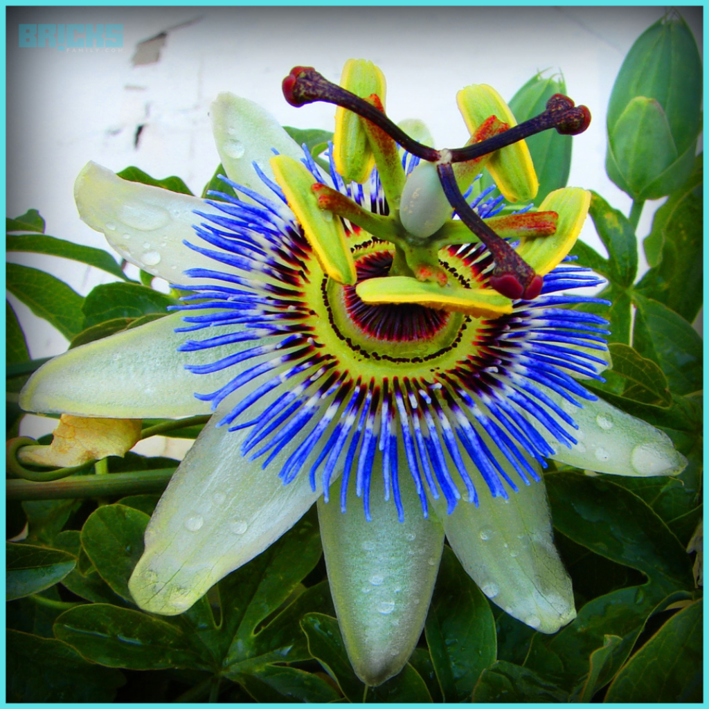Bluecrown passion flowers in full bloom 