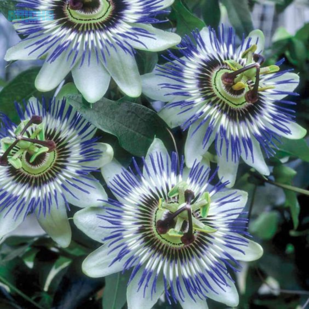 Gorgeous looking white and blue Passiflora caerulea flowers 