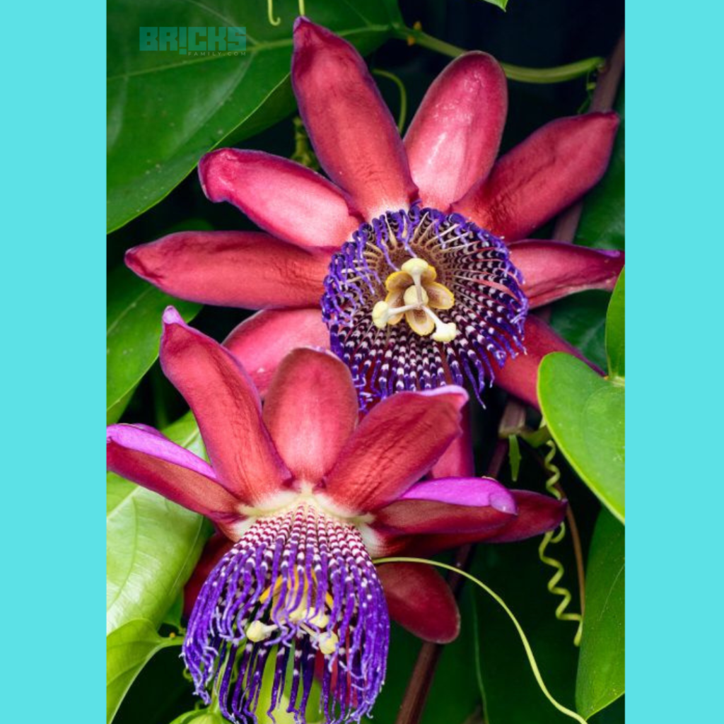 The mesmerising red and blue Passiflora caerulea flower 