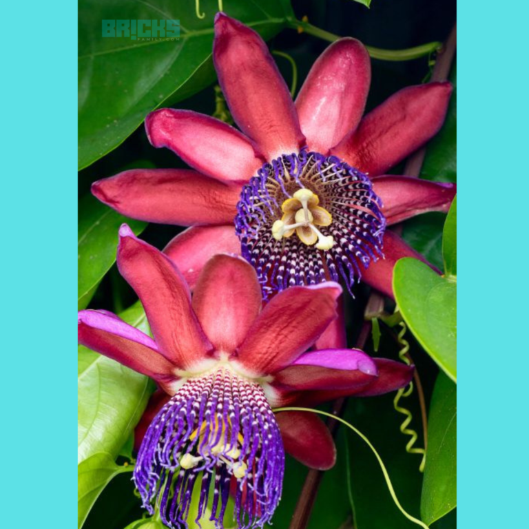 Passiflora Caerulea Flower How to Grow, Care, Types & More Bricksfamily