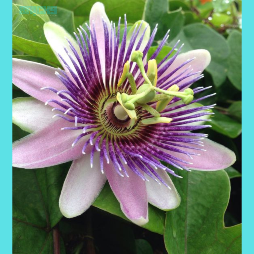 Double-flowered Passiflora caerulea flower in white and mauve colour 