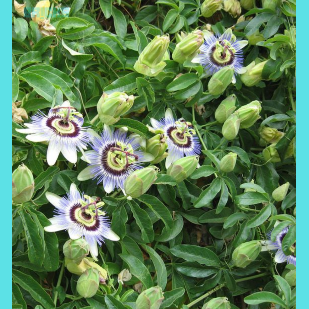 Miniature Bluecrown passion flower growing in abundance 