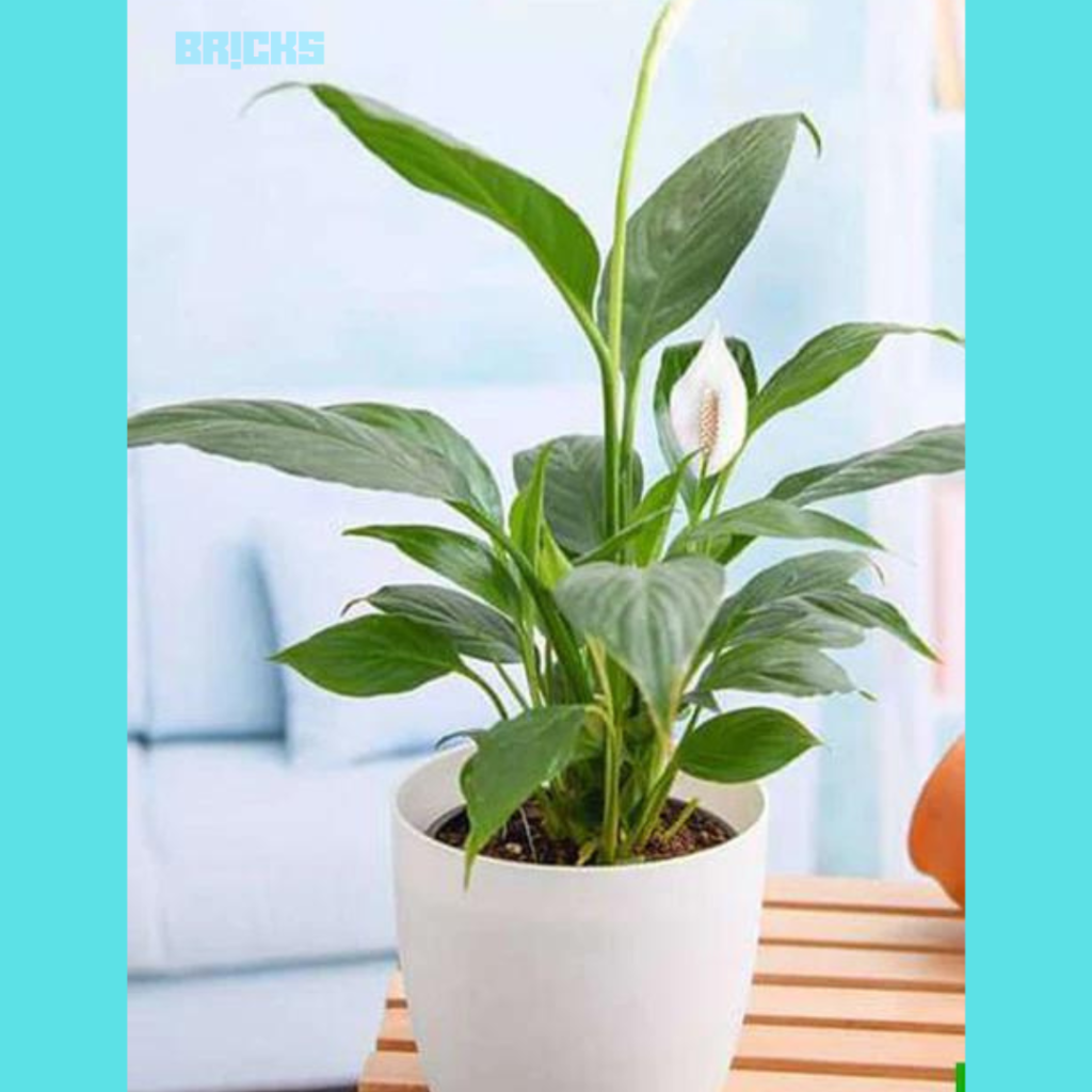 Peace Lily is an indoor plant that releases oxygen at night