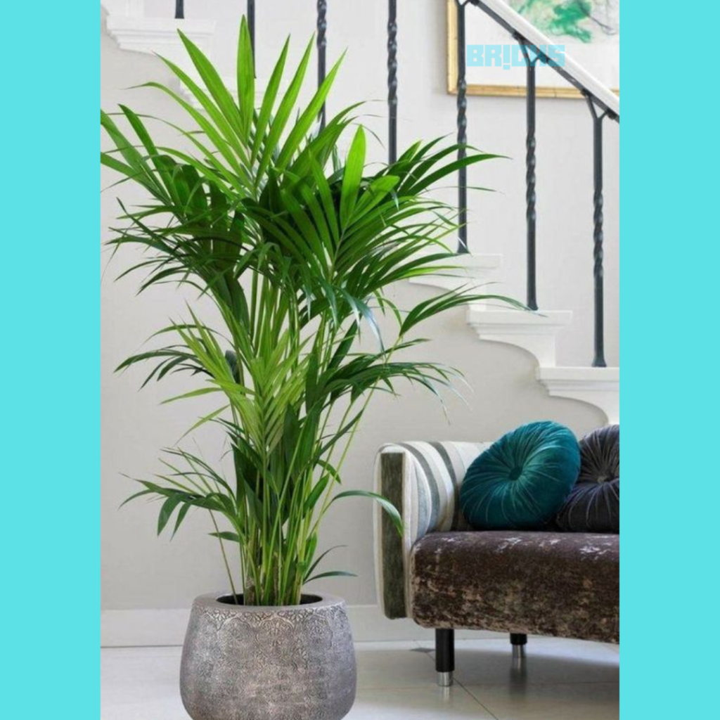 A palm tree is a beautiful addition to the decor of your foyer