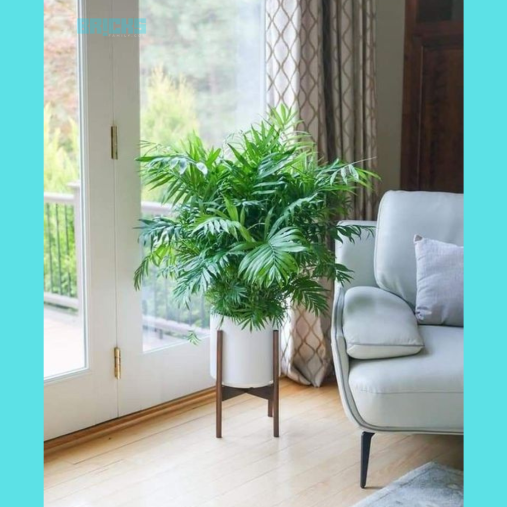 A majesty palm tree in house vastu - placed in the living room. 