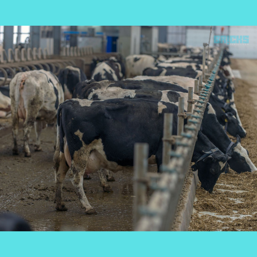 Cattle shed for dairy breed cows 