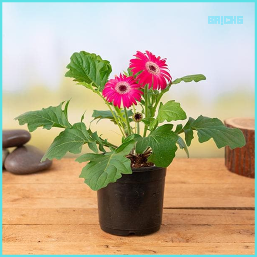 Gerbera Plant is an indoor plant that releases oxygen at night