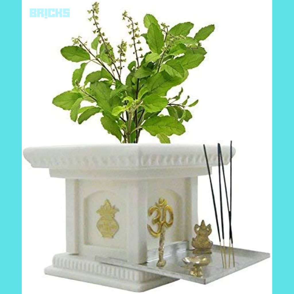 Tulsi Plant is an indoor plant that releases oxygen at night