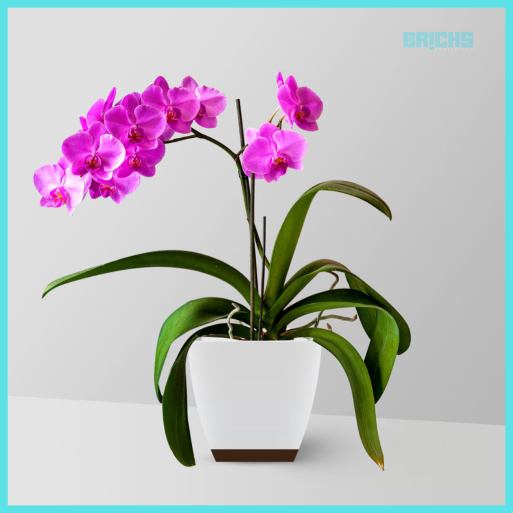 Orchid Plant is an indoor plant that releases oxygen at night