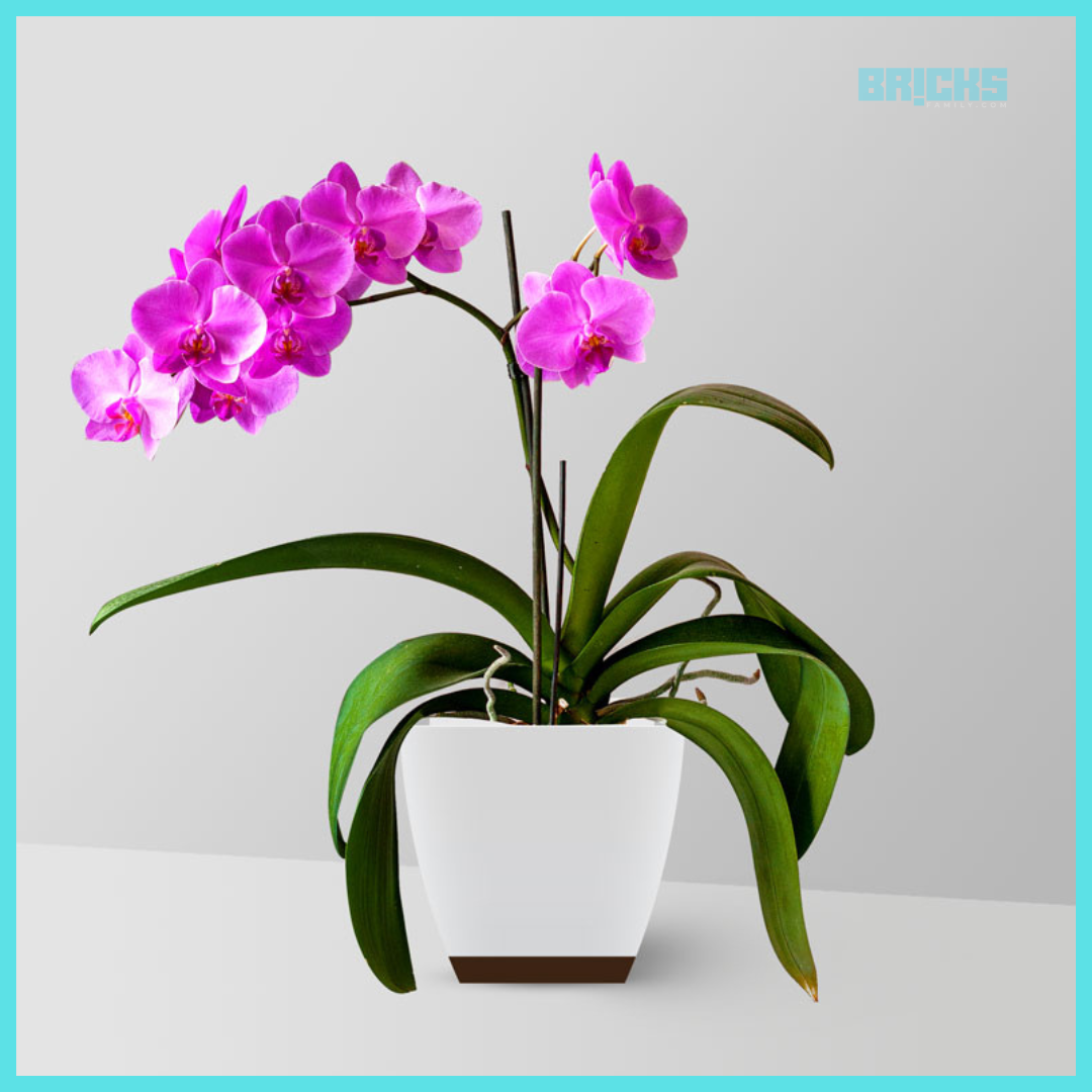 8 Indoor Plants That Release Oxygen At Night Plus Beautify Your Interiors