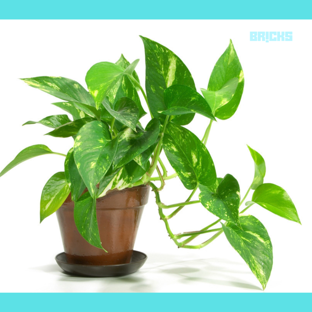 A money Plant is an indoor plant that releases oxygen at night