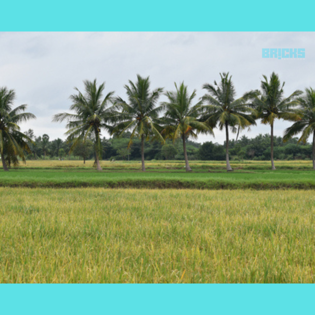 Tall trees by the sides of an agricultural land